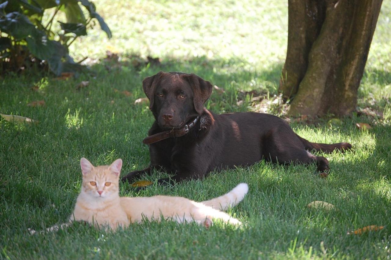 Olimagio Farm Stay With Animals And 25M Pool, Beach At Cycling Distance Pietrasanta Εξωτερικό φωτογραφία