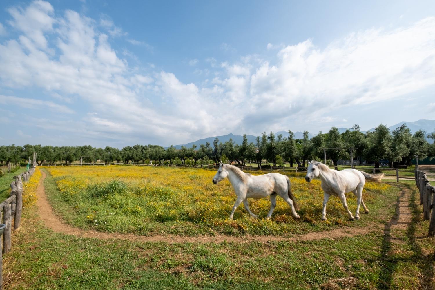 Olimagio Farm Stay With Animals And 25M Pool, Beach At Cycling Distance Pietrasanta Εξωτερικό φωτογραφία